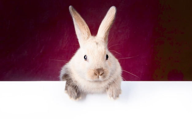 Photo petit lapin tenant une maquette d'assiette vide