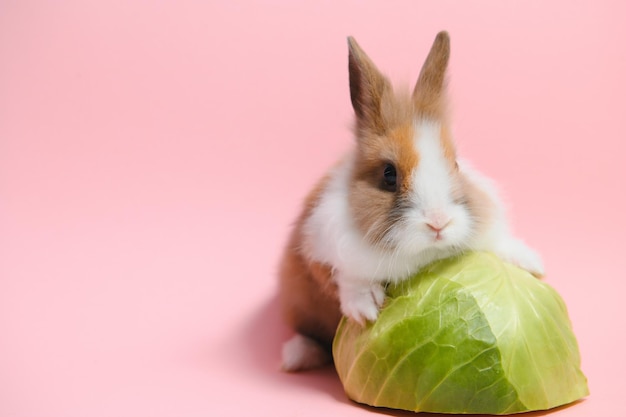 Petit lapin tourné sur fond rose