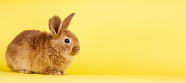 Petit lapin vivant sur un mur jaune. Lapin moelleux rouge sur un mur jaune,