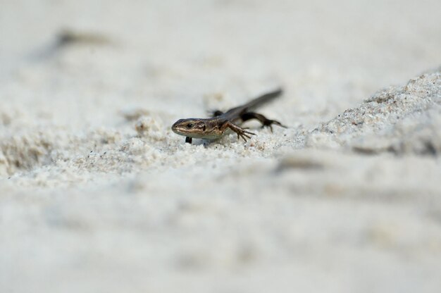 Un petit lézard agile au soleil de printemps sur le sable clair et chaud de la plage.