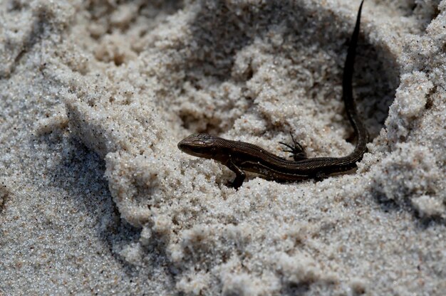 Un petit lézard agile au soleil de printemps sur le sable clair et chaud de la plage.