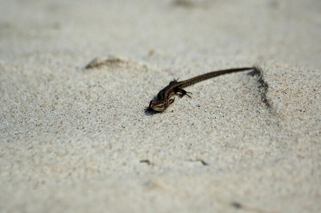 Un petit lézard agile au soleil de printemps sur le sable clair et chaud de la plage.