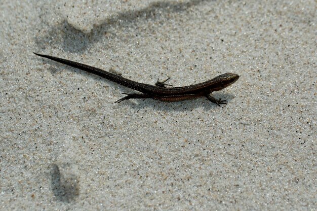 Un petit lézard agile au soleil de printemps sur le sable clair et chaud de la plage.