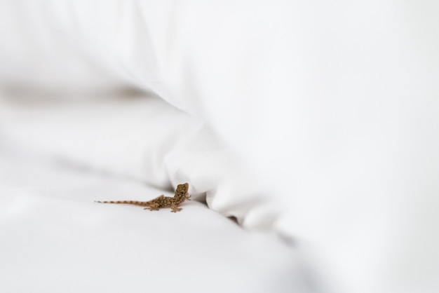 Petit lézard dans un lit blanc