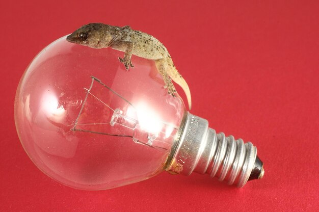 Un petit lézard Gecko et ampoule sur un fond Colred