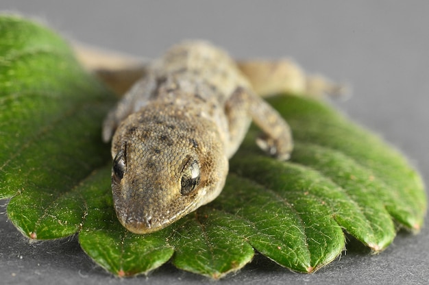 Un petit lézard Gecko et une feuille verte sur un fond coloré