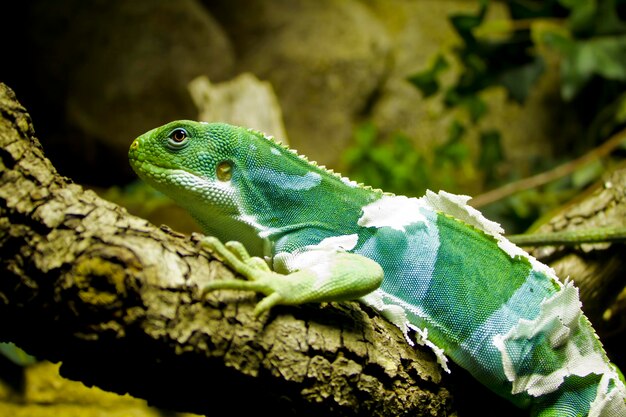 Petit lézard se reposant dans un petit arbre