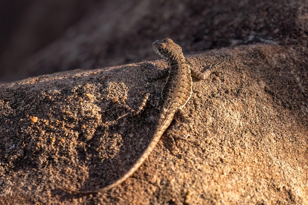 Petit lézard terrestre du genre Tropidurus