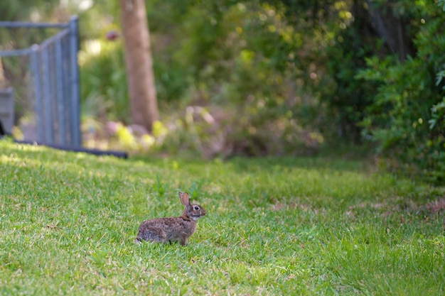 Petit lièvre gris mangeant de l'herbe sur le terrain d'été Lapin sauvage dans la nature