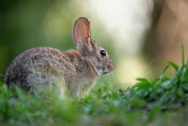 Petit lièvre gris mangeant de l'herbe sur le terrain d'été Lapin sauvage dans la nature