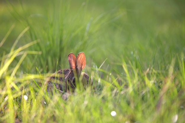 Petit lièvre gris mangeant de l'herbe sur le terrain d'été Lapin sauvage dans la nature