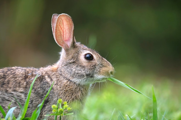 Petit lièvre gris mangeant de l'herbe sur le terrain d'été Lapin sauvage dans la nature