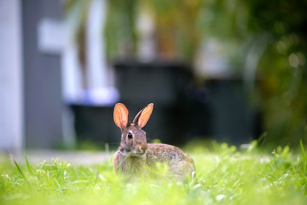 Petit lièvre gris mangeant de l'herbe sur le terrain d'été Lapin sauvage dans la nature