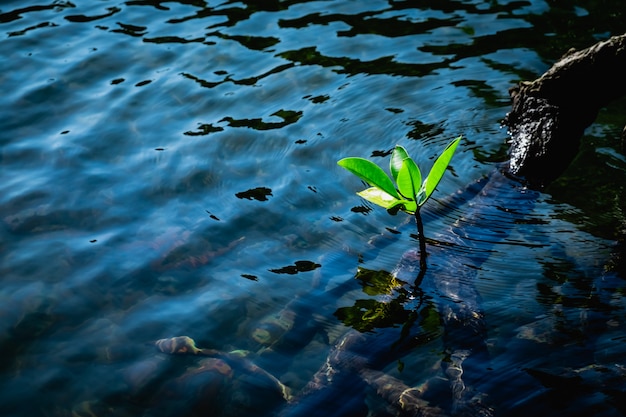 Le petit mangrove dans l&#39;eau