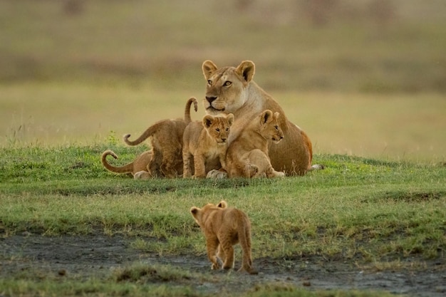 Le petit marche vers les autres allongés près de la lionne.
