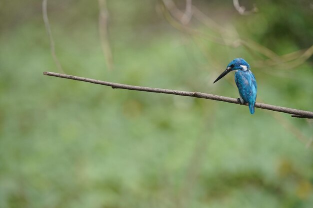 le petit martin-pêcheur bleu est perché sur une branche