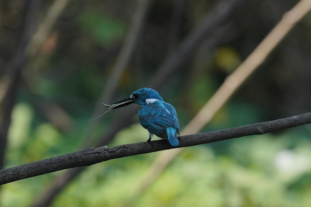 le petit martin-pêcheur bleu est perché sur une branche