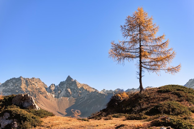 Un petit mélèze seul dans les montagnes