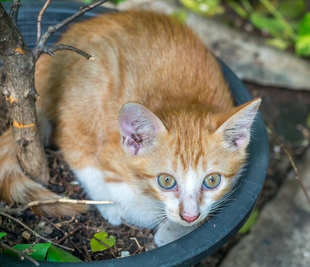 Petit mignon chaton brun doré allongé à l'intérieur d'un pot de fleurs dans un jardin extérieur désordonné