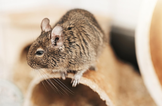 Photo petit mignon écureuil gris degu