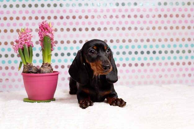 Photo petit mignon mini chiot teckel dans un panier avec des fleurs en plein air