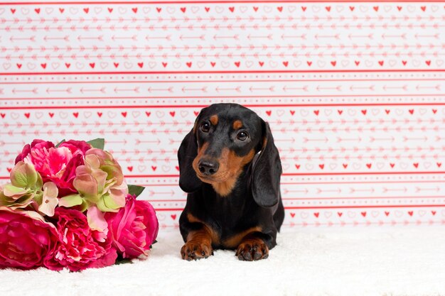 Photo petit mignon mini chiot teckel dans un panier avec des fleurs en plein air