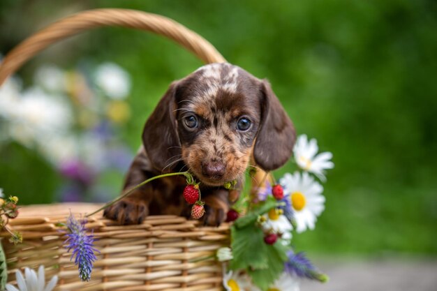 Photo petit mignon mini chiot teckel dans un panier avec des fleurs en plein air