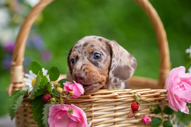 Photo petit mignon mini chiot teckel dans un panier avec des fleurs en plein air