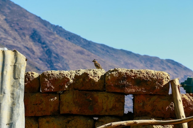 Petit moineau debout sur des briques d'adobe et ciel bleu