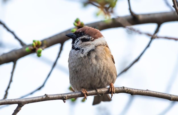 Petit moineau domestique assis sur une branche d'arbre au printemps photo