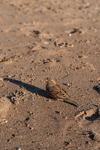 Petit moineau sur le sable de la plage