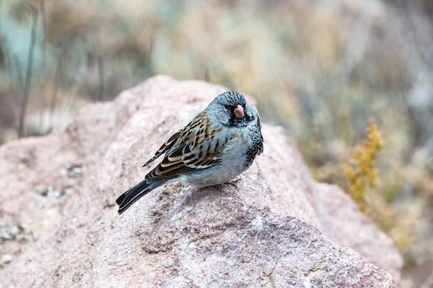 Petit moineau