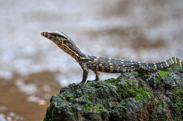 Petit moniteur d'eau asiatique près de l'étang