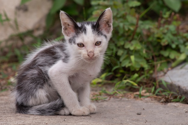 petit noir avec un chaton blanc