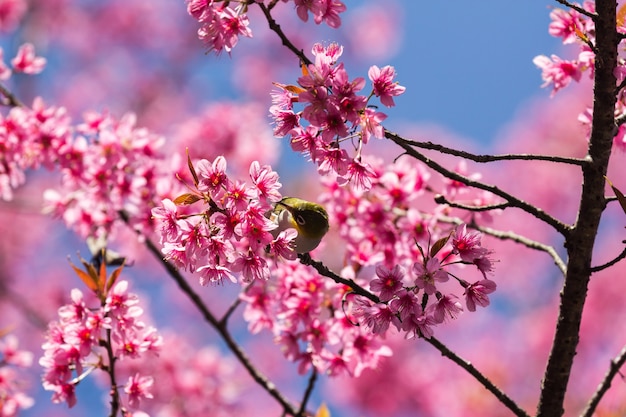 Petit oiseau sur l&#39;arbre de la cerise sauvage de l&#39;Himalaya