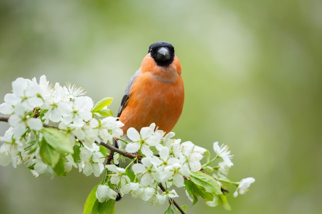 Petit oiseau assis sur une branche d'arbre en fleurs Le bouvreuil commun