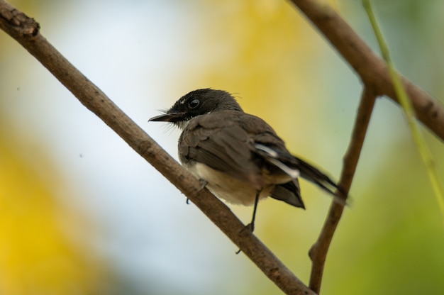 Petit oiseau assis sur une branche