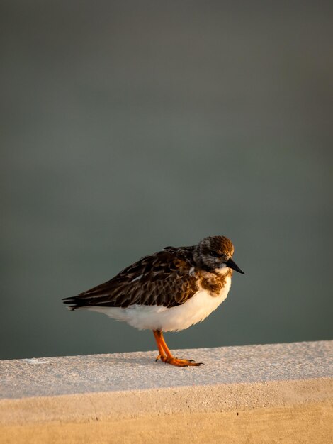 Petit oiseau assis sur Seven Mile Bridge, en Floride.