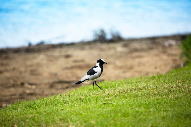 Petit oiseau aux longues pattes sur le plan rapproché du lac