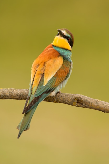 Petit oiseau avec un beau plumage