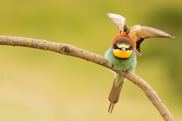 Photo petit oiseau avec un beau plumage