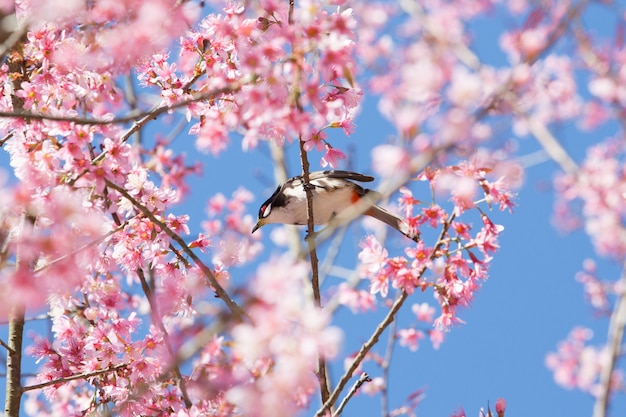 Photo un petit oiseau sur une branche de cerisier de l'himalaya avec un fond de ciel bleu