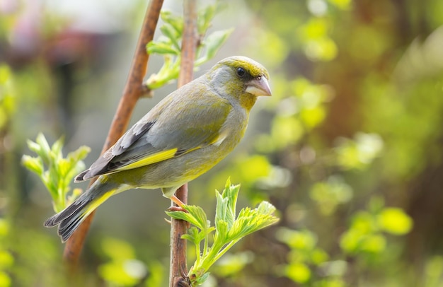 Petit oiseau chanteur assis sur la branche d'arbre Le verdier d'Europe