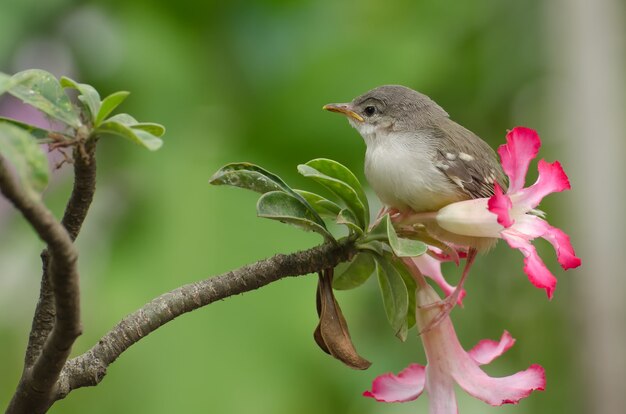 petit oiseau chanteur perché sur une fleur