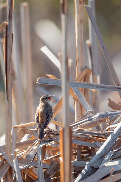 petit oiseau chanteur