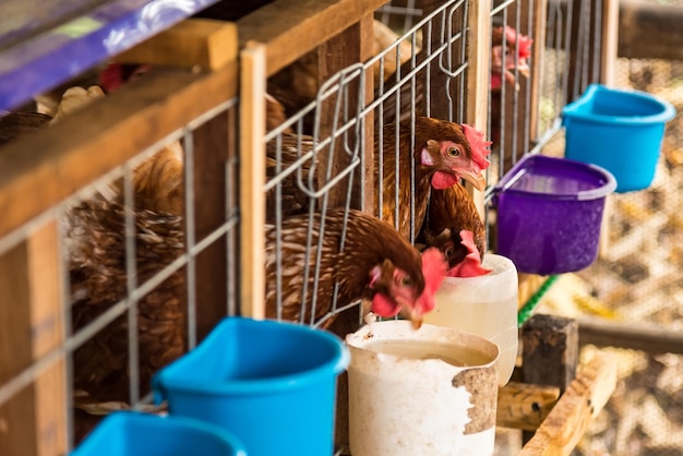 Photo petit oiseau dans une cage