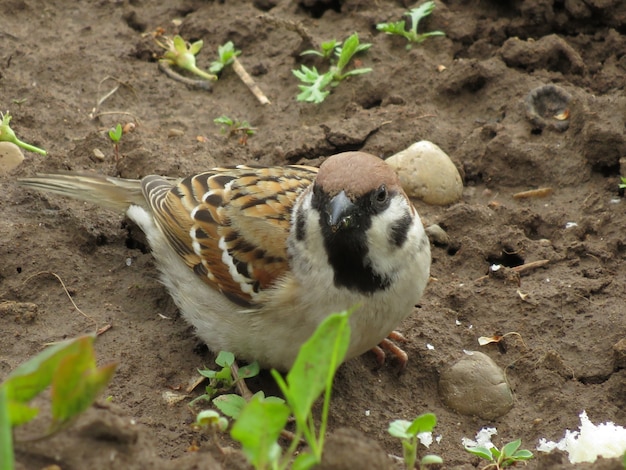 Un petit oiseau dans la nature dans un petit jardin du village