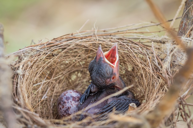 Le petit oiseau dans le nid dort en attendant que la mère entre dans la nourriture.