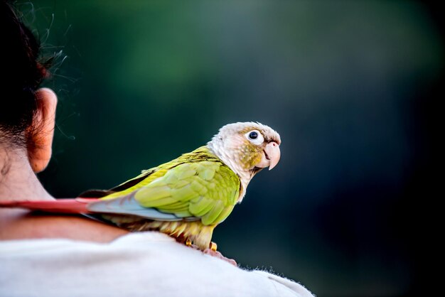 petit oiseau dans le parc naturel