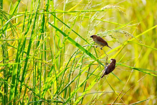 Petit oiseau dans la rizière